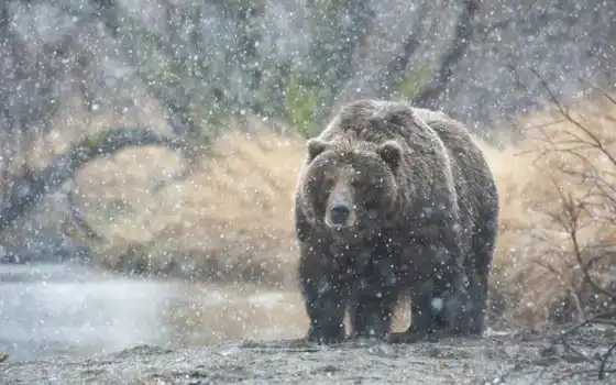 медведь, снег, камчатка, медведи, 