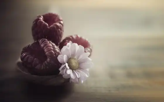 цветы, картинка, ягода