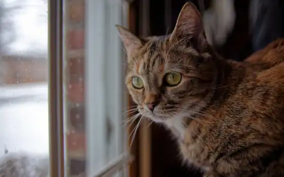 кот, окно, взгляд