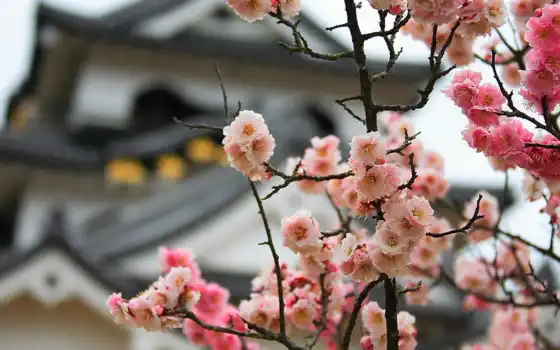 япония, лепешки, японский, сакур, цветы