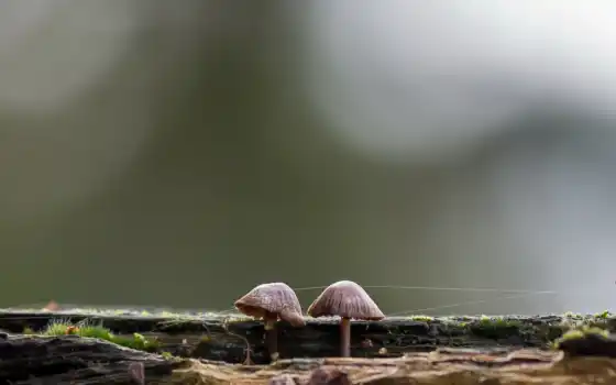 mushroom, infected, природа, 