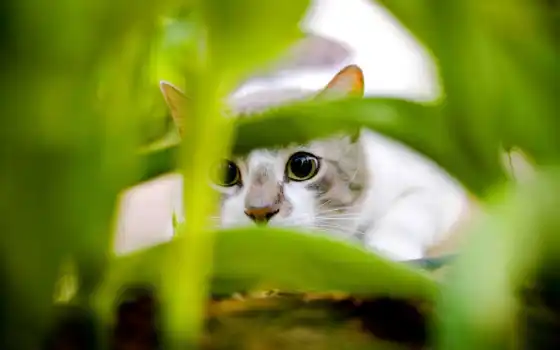 кошки, кот, собаки, траве, прячется, банка, 