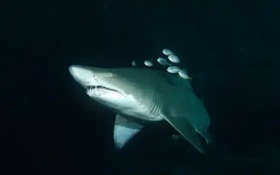 marine, biology, акула