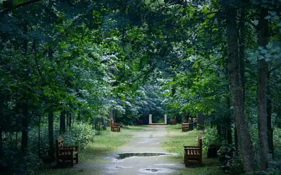 дождь, park, отражение, дерево, скамейка