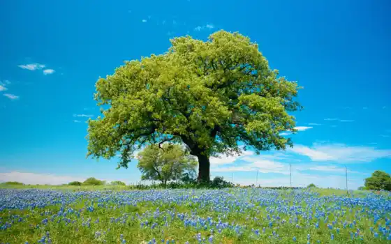 дерево, природа, цветов, поле, синих, одинокое, небо, 