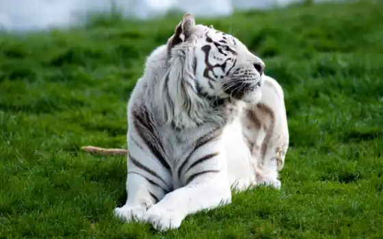 tigre, imagens, branco, parede, para, fauve, sur, deitado, blanc, seu, desktop,