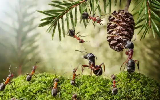 лес, ant, насекомое, плакат
