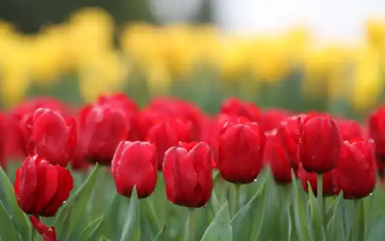 ретро, тюльпаны, тюльпанов, десктоп, натр, мелкий, красный,