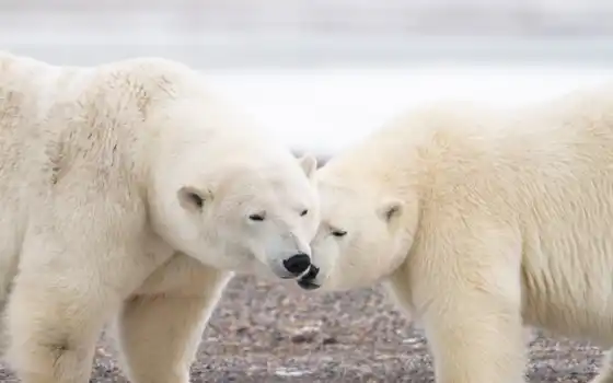 медведь, полярный, два, животное, любовь, фото, стоковый i