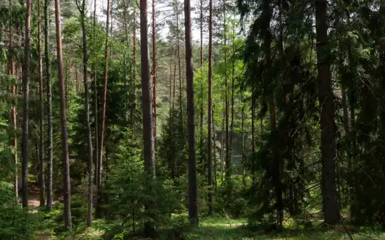 площадь, леса, миньская, областная, натуральная, белорусская, деревья, запрет, леса, леса,