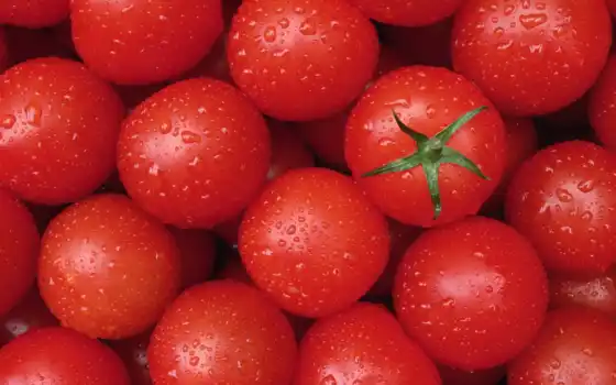томатов, помидоры, 