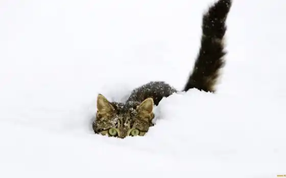 снег, совсем, они, кошки, снегу, любят, значит, пушистый, воду, 