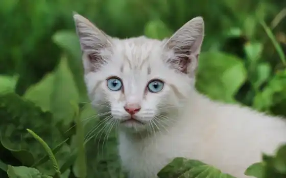 смотри, котенок, белый, котенок, ленточный, котенок
