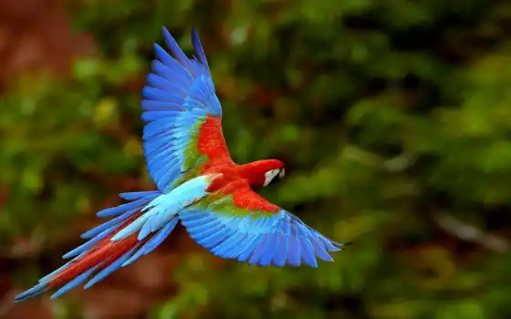 полет, птица, попугай, macaw, weed