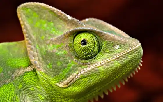 iguana, tinta, полевой, фотороби, verde, camaleão,