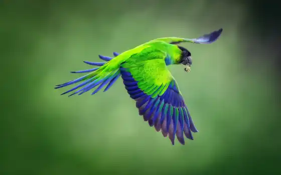 попугай