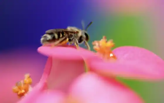 животные, пчела, цветок, фотографии, природы, цвет, tags, природа, 