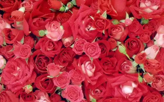розы, мобильные, свежие, красные, бесплатные,