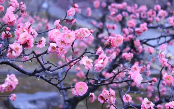 японки, весна, копка, цвет, кето, сакуры, ежедневная, класс, ретро,