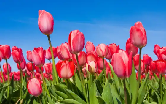весна, тюльпаны, бутоны, цвет, тюльпаны, небо,