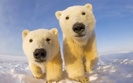 медвежата, которые, очаровательные, мар, полярные, растопят, ваше, медвежатами, полярными, медвежат, белые, 