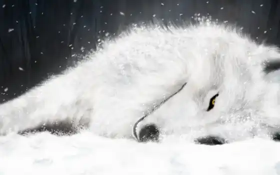 волк, дождь, волки, лиса, белый, лед, подпись, аниме,