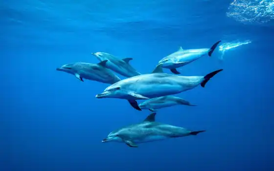 дельфин, ocean, атлантический, water