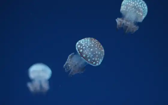 underwater, world, rate, комментарий, взгляд, jellyfish