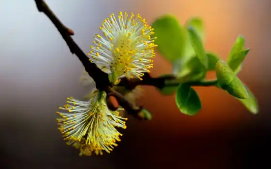 обои на рабочий стол, красивые картинки, картинки для ipad, обои для android