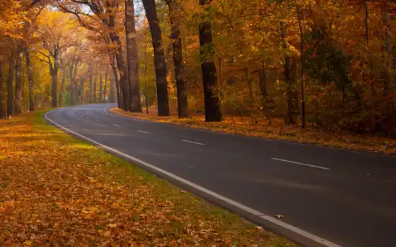 осень, природа, дорога, лес, 