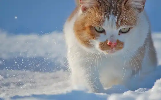 снег, коты, кот, fondos, gatos, котэ, морда, pantalla, комментарий, 