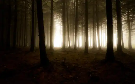 лес, деревья, мрак, дымка, туман, природа, свет, 