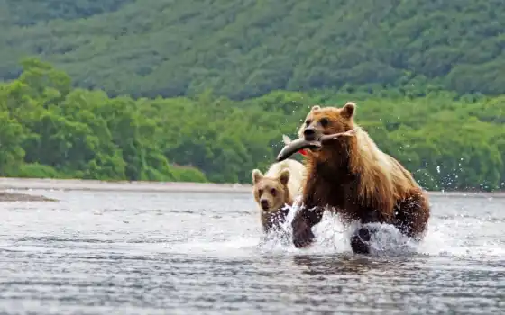 медведь, два, лов, рыба река, лосось, поляр, фото, браун