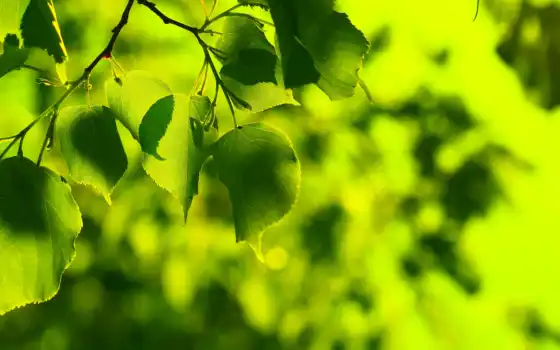 лист, климат, консервный, сельскохозяйственный, весна, натуральный