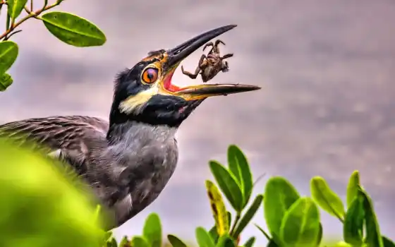 обои на рабочий стол, красивые картинки, картинки для ipad, обои для android