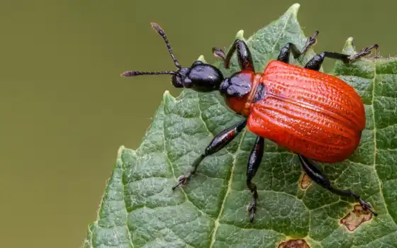 weevil, leaf, жук, зелёный, animal, red, насекомое, receive