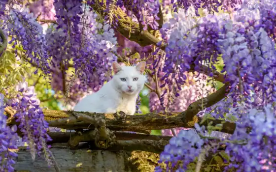 кот, white, весна, дерево, цветы, взгляд, wisteria