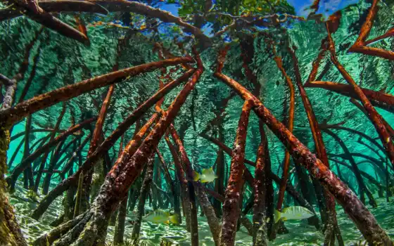 обои на рабочий стол, красивые картинки, картинки для ipad, обои для android