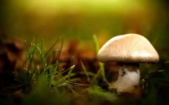 mushrooms, desktop, гриб, роса, трова