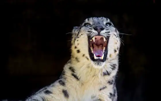 леопард, снег, кот, хищник, зубы