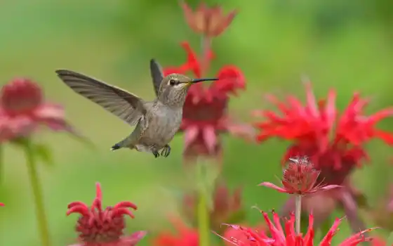 колибри, птица, цветы, флор