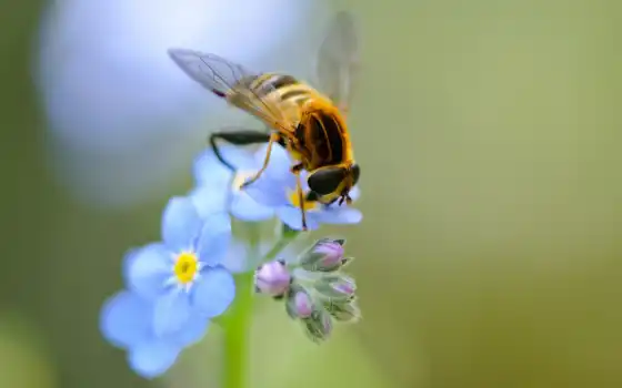пчелка, цветы, макро, ago, насекомое, года, обоях, добавлено, природа, 
