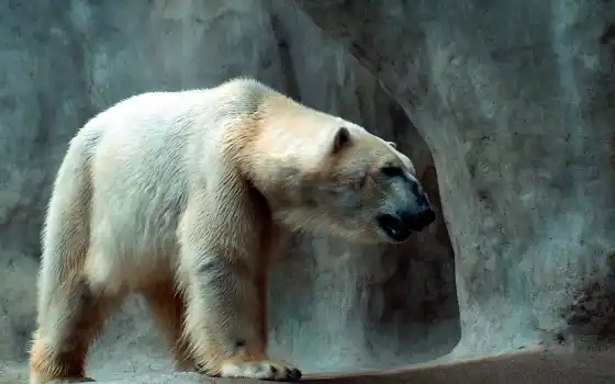 полярные, медведи,