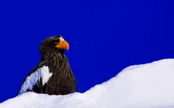 птица, хороший, narrow, снег, природа, взгляд, орлан