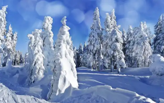 зима, горлышка, декольте, тишина, замерзание, белый, лес, возможность