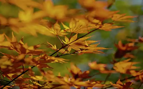 лист, осень, branch, дерево, makryi, листва, мотоцикл, plan, klnyi, большой