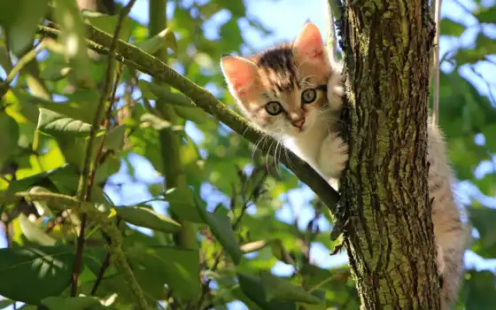 дерево, котенок