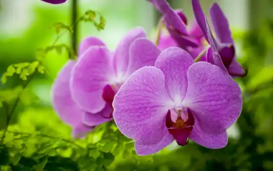орхидеи, цветы, фиолетовый, 