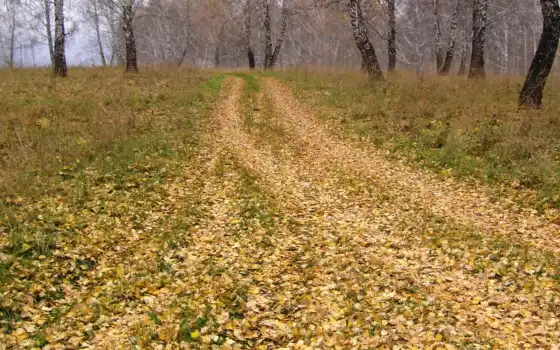 природа, дорога, осень, настроения, листьев, 
