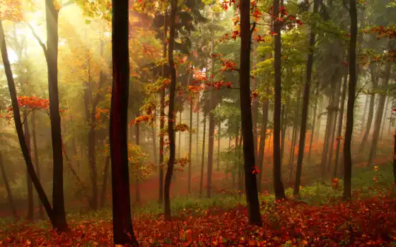 осень, лес, пейзаж, лес, деревья, запасы, лучи,
